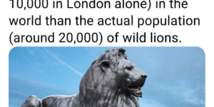 wow, there are more lion statues than there are living lions in the wild. That’s… not good