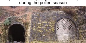 trying to sleep during pollen season is pointless