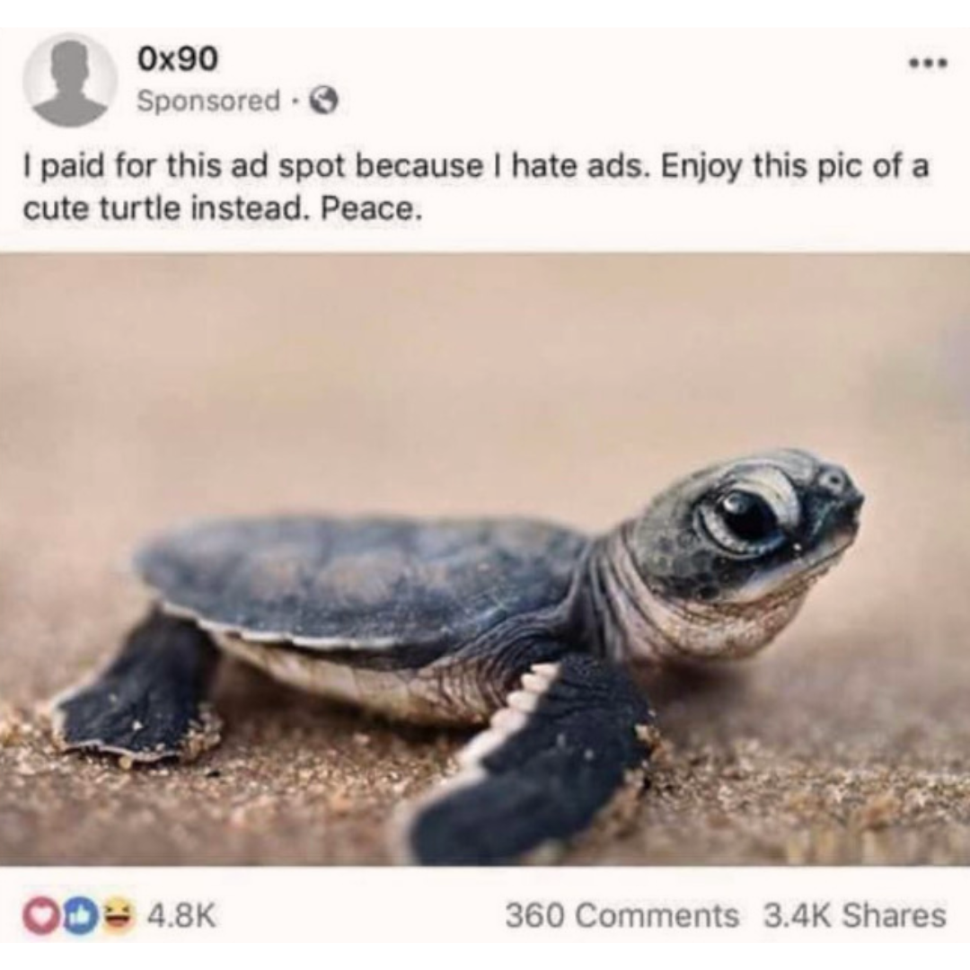 ad image of a turtle