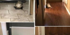 this cat found its optimal lazy position and refuses to try anything else