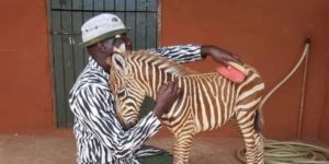 zebra caretakers wear striped patterned suits so orphaned foals recognize them