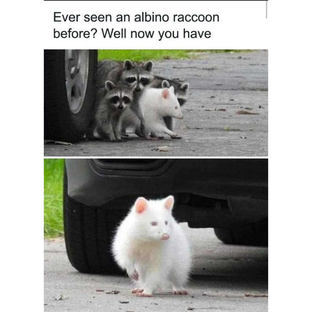 an image of an albino raccoon