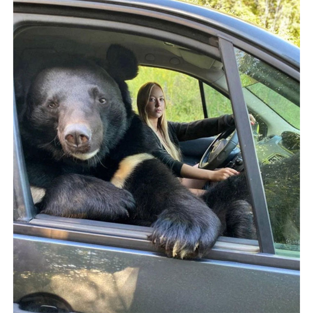 image of a sun bear in the passenger seat of a car