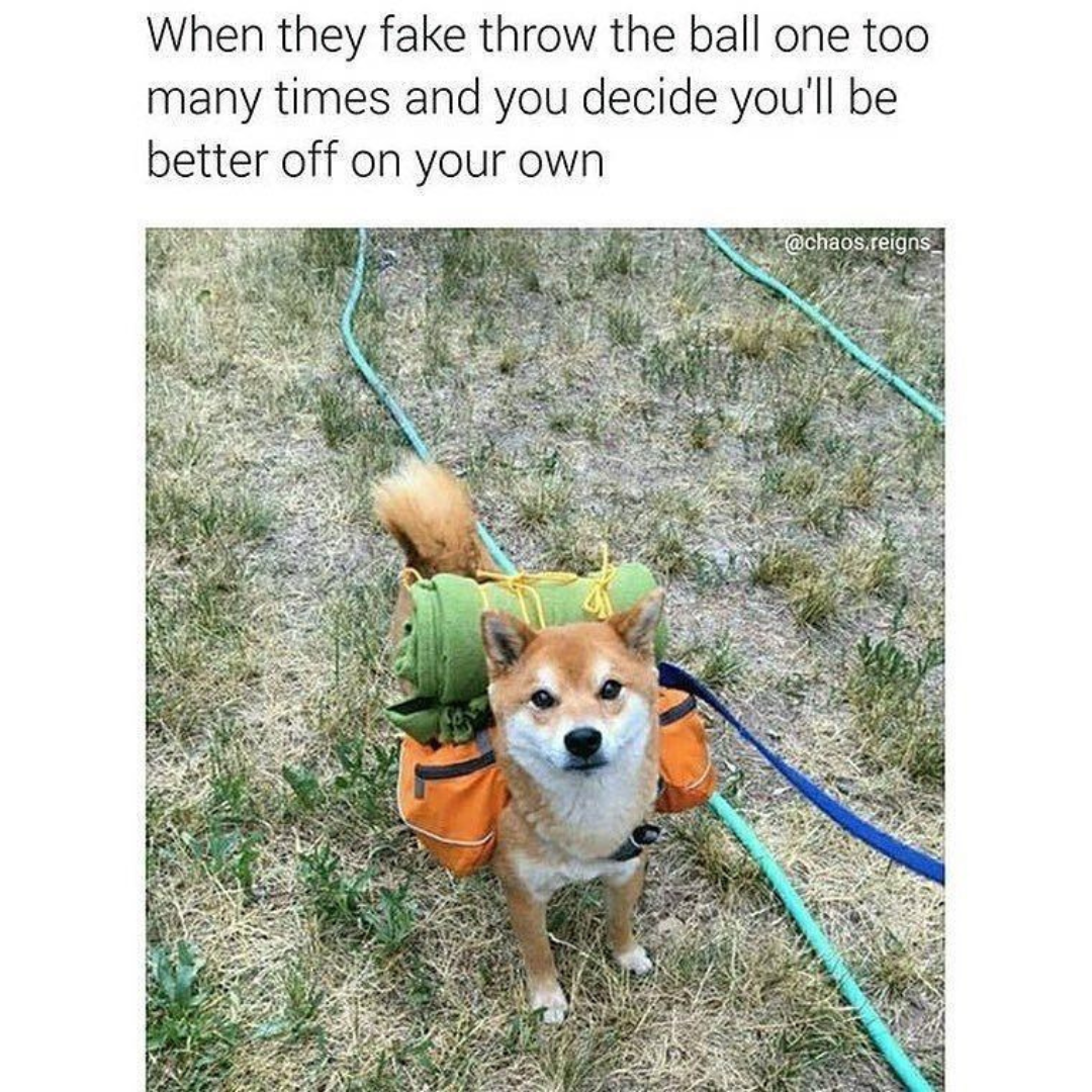 a dog in camping gear