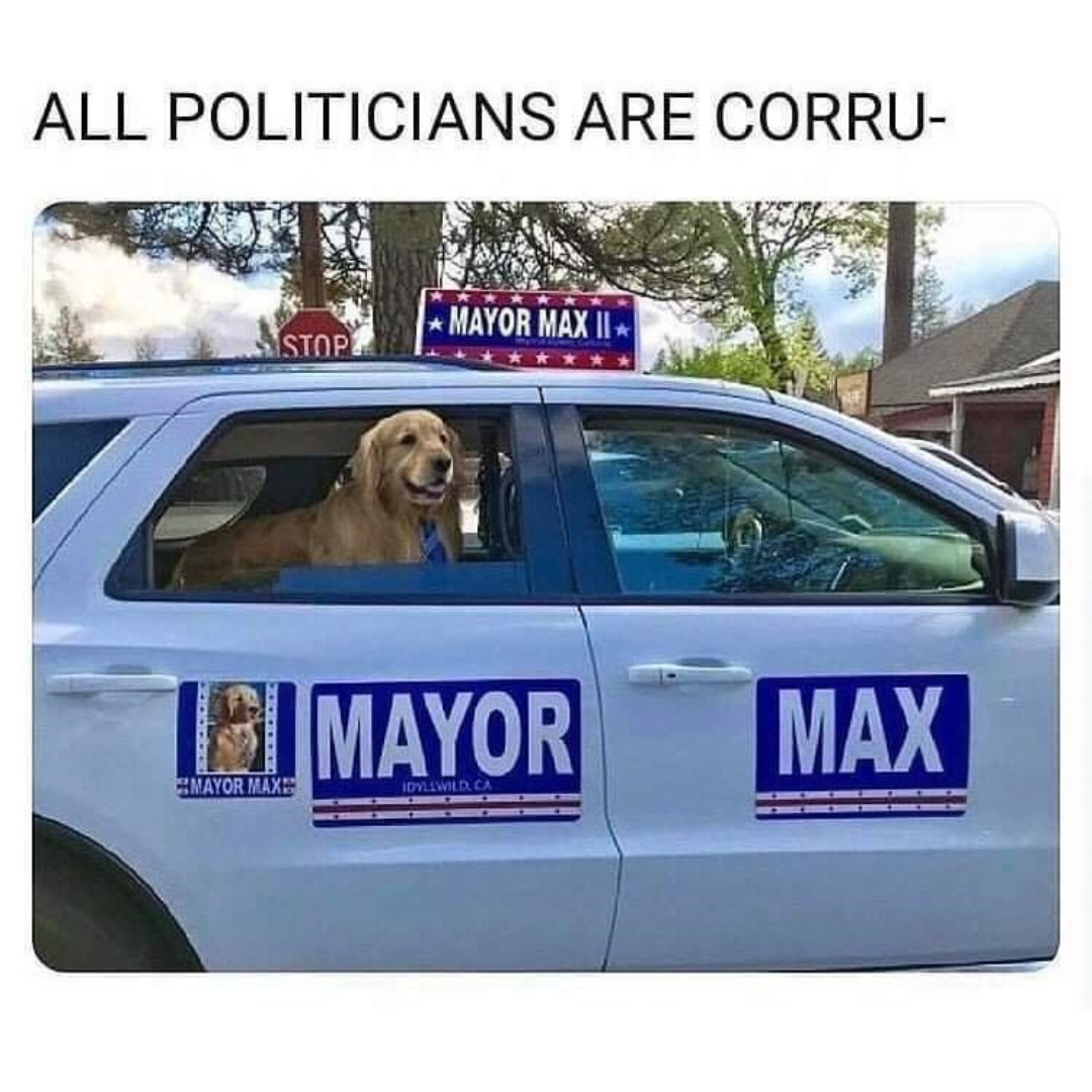 image of dog running for mayor