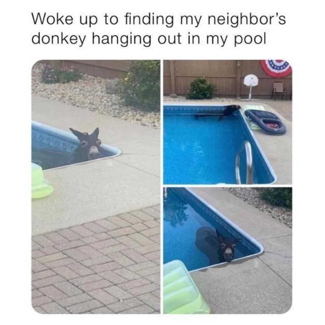 a donkey in a swimming pool