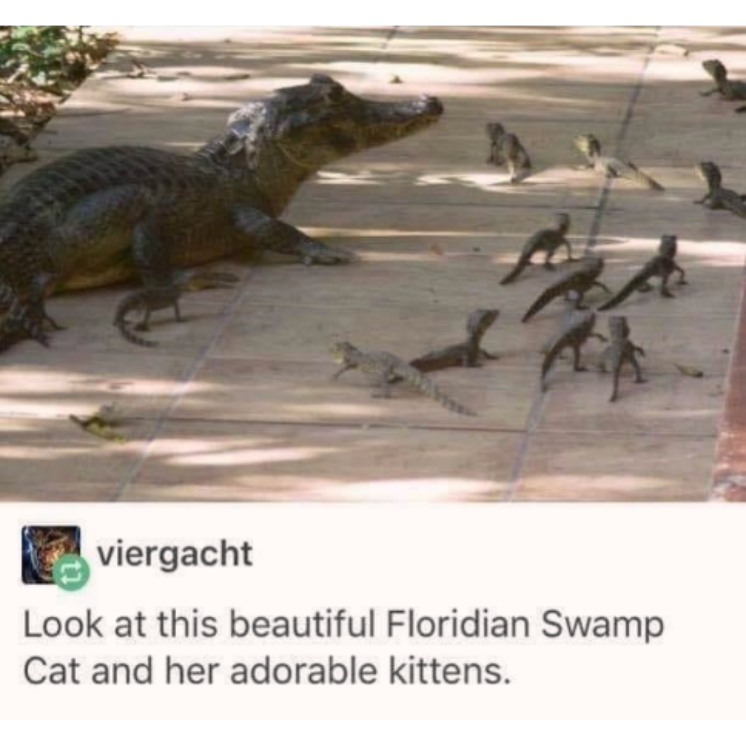 image of alligator being referred to as floridian swamp cat