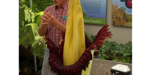 After 10 years, this giant corpse flower at uc santa cruz finally bloomed on august 1!