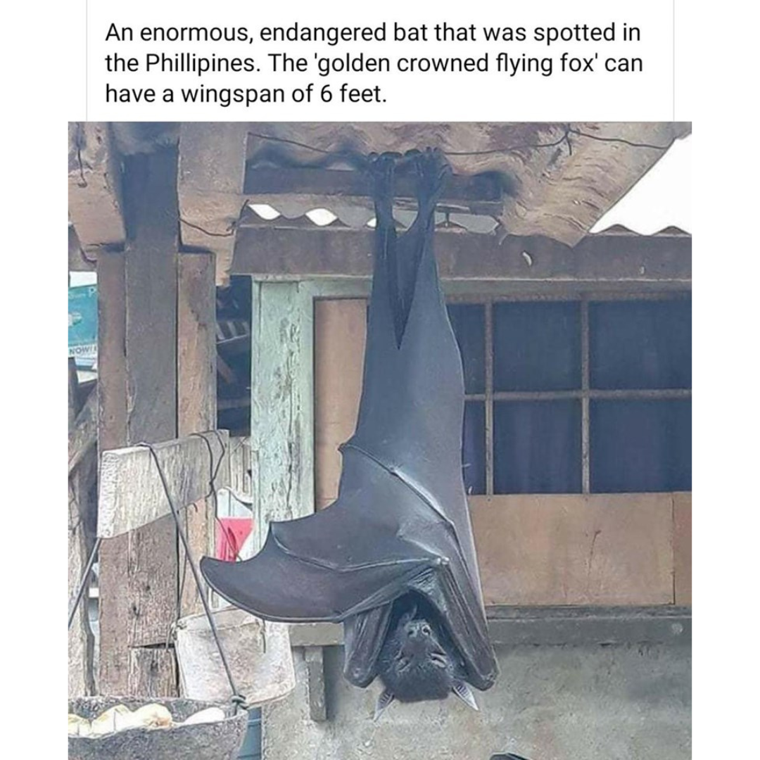 image of a golden crowned flying fox