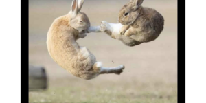 kung fu bunnies