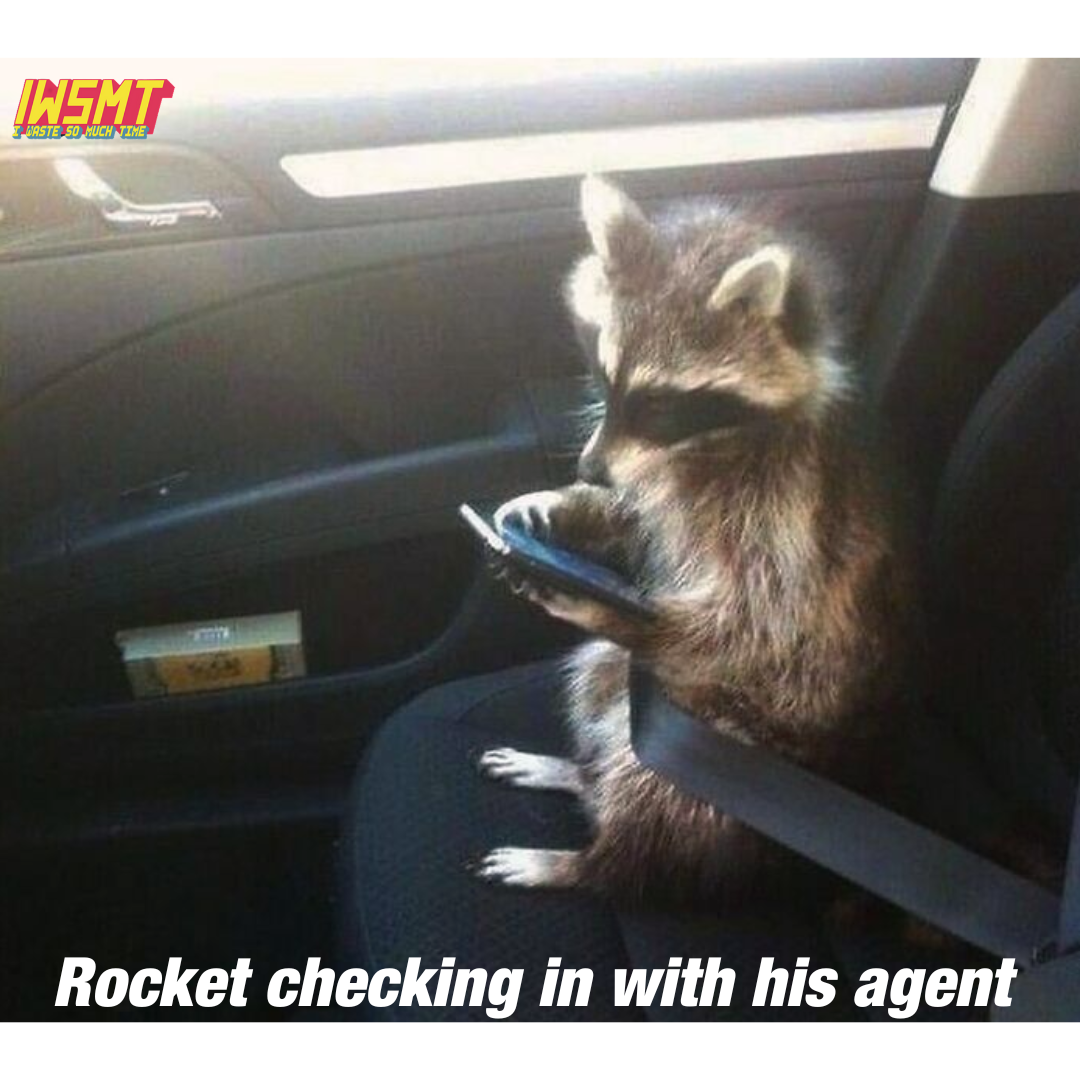 image of a raccoon on a phone