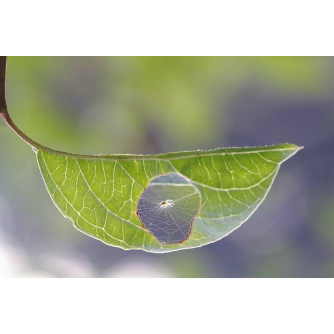image of a spider web in a leaf