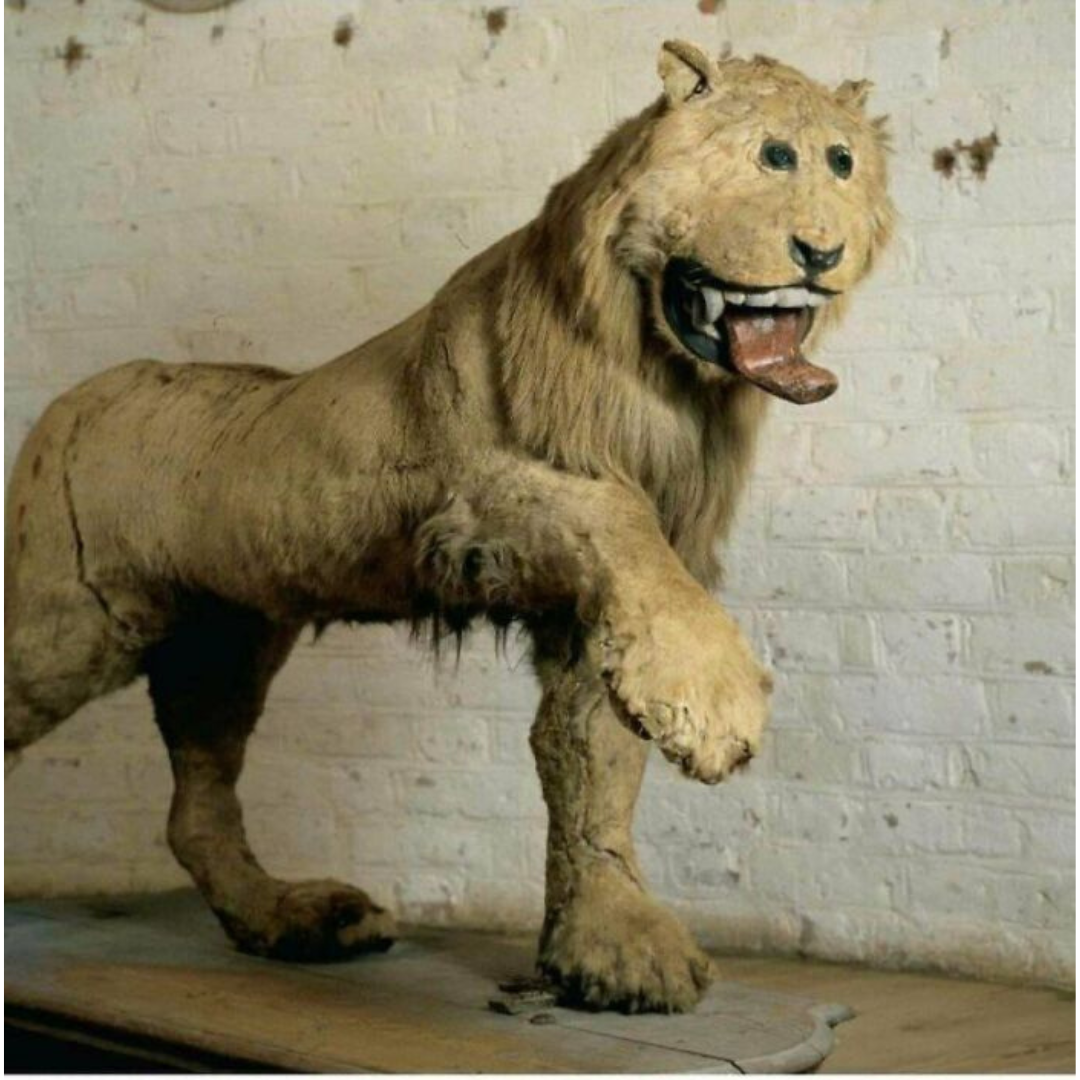 a taxidermized lion