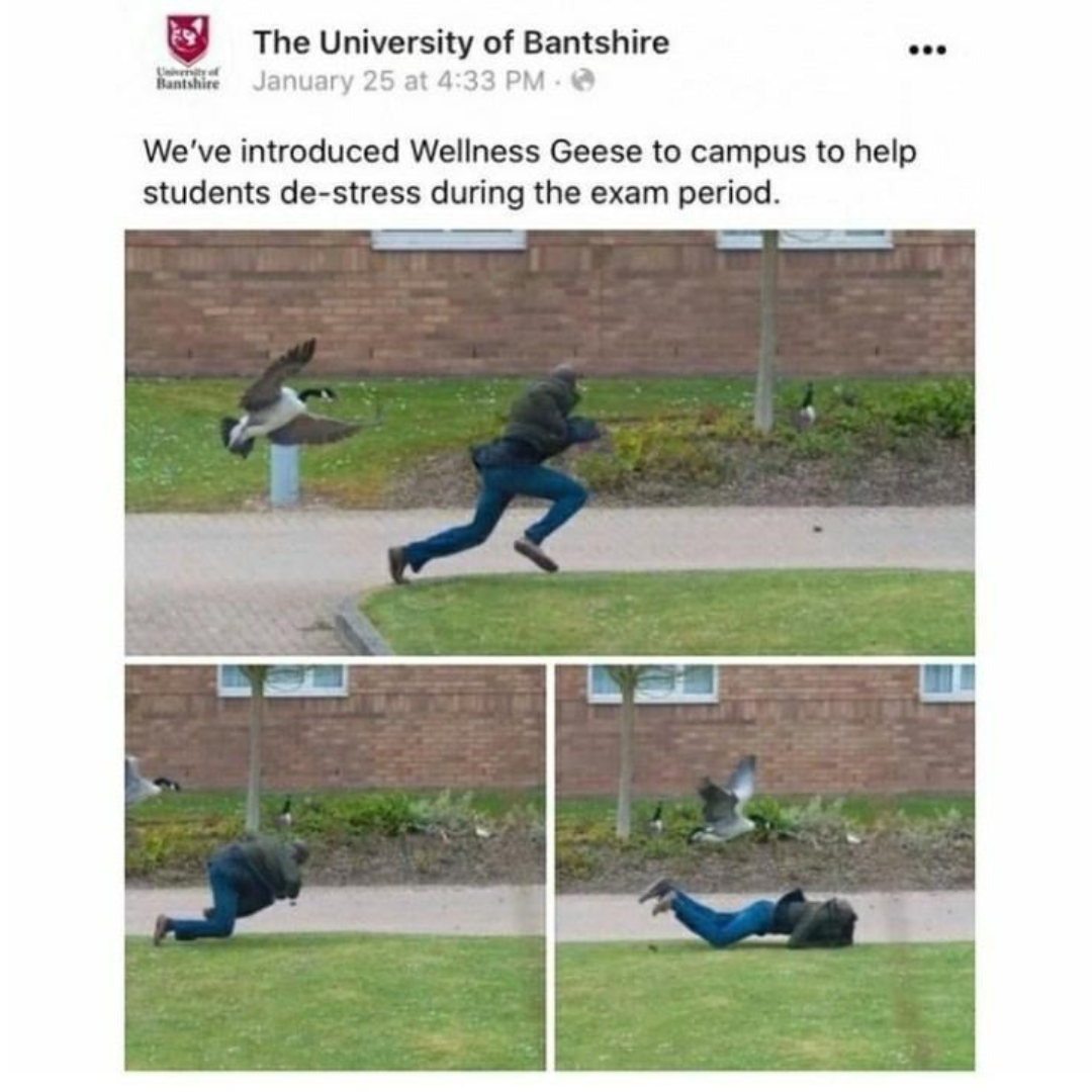 images of geese attacking people