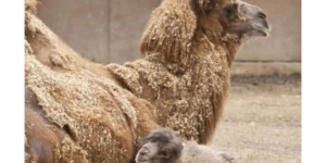 this is what a baby camel looks like