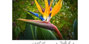 bird of paradise