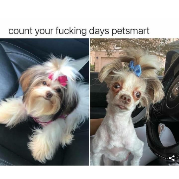 petsmart grooming fail