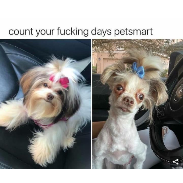 Petsmart Grooming Fail