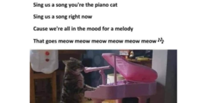 piano cat