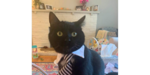 professional cat