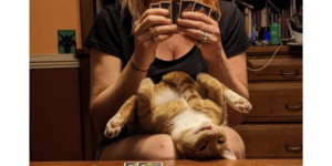 this cat, winning settlers of catan