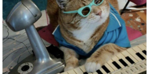 cool cat