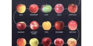 i would have guessed honeycrisp would be the sweetest