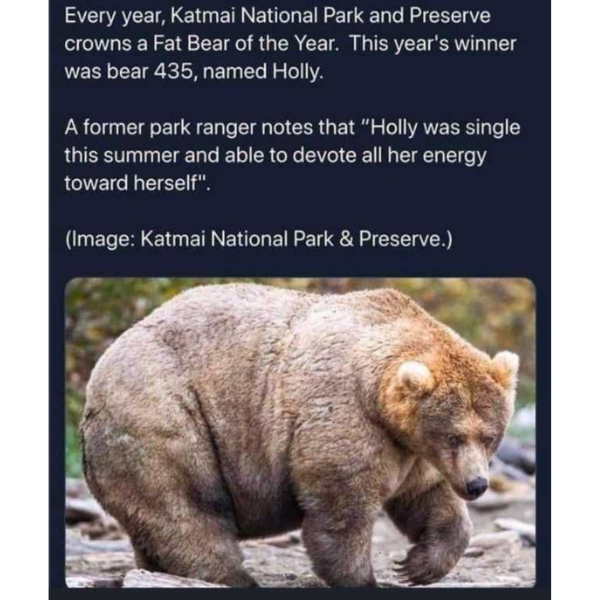 fat-bear-week-memes-that-bring-the-time-wasting-chonk