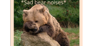 Fat Bear Week Memes That Bring The Time Wasting Chonk!