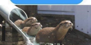 where do i find this otter slide?