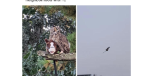 a witch disguised as an owl