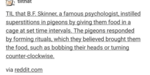 pigeon religion!