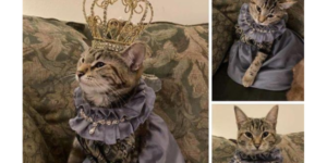 royal cat