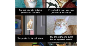 you might be a cat if…