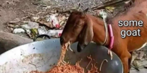 spaghetti goat