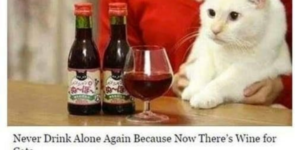 cat wine meme