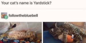 yardstick is precious