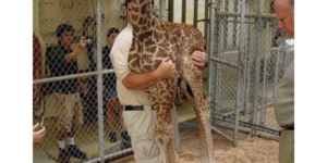 everyone+knows+the+giraffe+adds+50+pounds