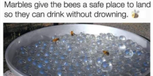 don’t forget to water your bees!