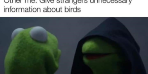 did you know that birds aren’t real?