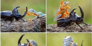 just a frog riding a beetle like a cowboy riding a horse