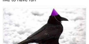 crows just wanna have fun