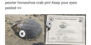 collectible horseshoe crab