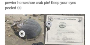 collectible+horseshoe+crab