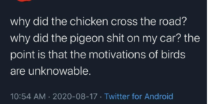 bird motivation will always be a mystery