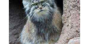 this cat is tired of your attitude