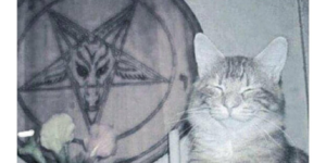 would you join this cat cult?