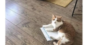 the paper towel is his preferred option
