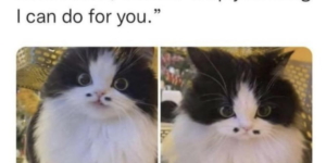 french cat is sorry