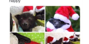 santa bats